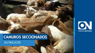 21 sheep slaughtered in Pinchote, Santander