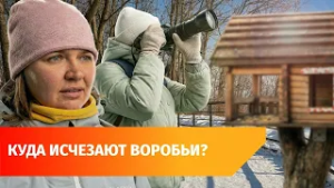 В Уфе пересчитали воробьев. Как по ним узнать о проблемах города?