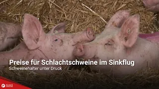 Slaughter pig prices in freefall: Hog farmers under pressure