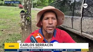 Banana producers report crop losses in Bocas del Toro