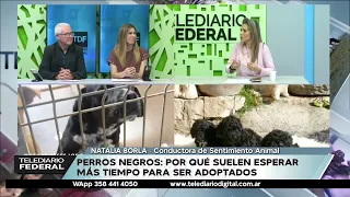 Porqué los perros negros son los que menos adoptan en los refugio