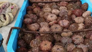 Customs officers in the Far East uncover 20 million ruble sea urchin smuggling scheme.