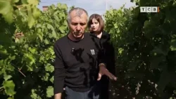 Which Grapes to Buy in October