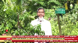 বছরজুড়ে ফলন পাওয়া যায়, এখন পর্যন্ত এমন ৪৪টি আমের জাত উদ্ভাবান করেছে বিএডিসি