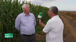 In Prahova, we’re growing corn without irrigation! 09/03/2026