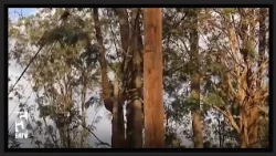 BIG TREES ARE COMPLAINTED AS A RISK OF DESTROYING HOUSES
