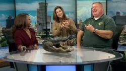 "The Gator Man" brings baby alligators into the WWL studio