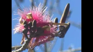 Contribuye a educación ambiental Jardín Botánico de Cienfuegos