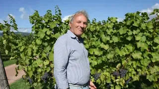 High-Quality Grape Harvest in Val di Magra 09/01/2026