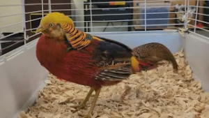 Exotic Golden Pheasant found roaming Lee's Summit backyard