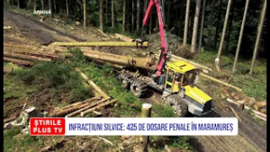 INFRACȚIUNI SILVICE: 425 DE DOSARE PENALE ÎN MARAMUREȘ