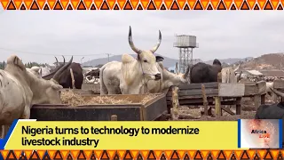 Nigeria turns to technology to modernize livestock industry