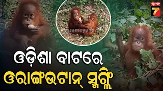 GHAMASAN | ଓଡ଼ିଶା ବାଟରେ ଓରାଙ୍ଗଉଟାନ୍ ସ୍ମଗ୍ଲିଂ ! | Orangutan Smuggling | PrameyaNews7