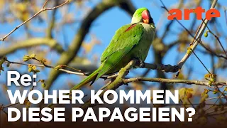 Invasion der Papageien | ARTE Re: