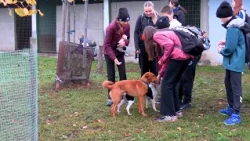 ŘEPNICE: Do Psího domova přijela litoměřická ZŠ Boženy Němcové