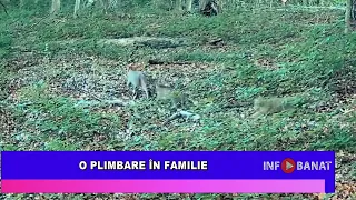 O plimbare în familie