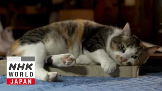 Yamanashi: Cats and Grapes - A Cat's-Eye View of Japan