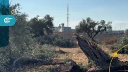 Video | Jenin Under Attack: 10,000 Olive Trees Uprooted, Farmers' Harvest Threatened