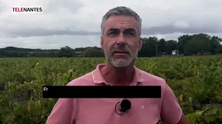 MUSCADET: QUALITY OVER QUANTITY