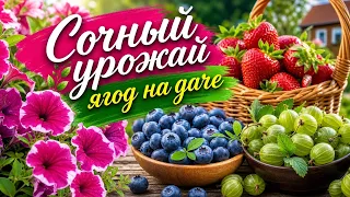 How to grow blueberries? Strawberry harvest | Gardening success