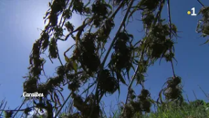 Caraïbes : Cannabis Business, des devises en perspectives pour Saint Vincent et les Grenadines