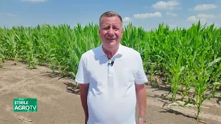 My wheat harvest just covers my costs! 09/02/2026