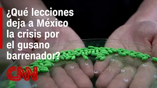 Screwworm Crisis: Meat Surplus in Mexico and High Prices in the U.S.