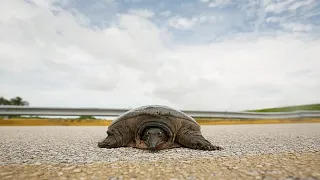 Tartaruga-verde marinha Jurassic regressa ao Atlântico após recuperação