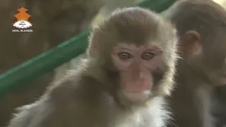 बाँदरबाट हुने क्षति कम गर्न तारबार, वैकल्पिक खेती प्रवर्धन, र क्षतिपूर्ति प्रणालीमा सुधार गर्नुपर्ने