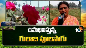 Rose cultivation provides employment | ఉపాధినిస్తున్న గులాబి పూలసాగు | Matti Manishi | 10TV News