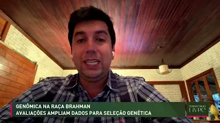 Genomics in the Brahman breed: evaluations expand data for genetic selection
