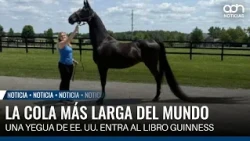 US mare breaks Guinness record with a tail over 4 meters long