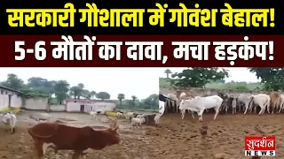 सरकारी गौशाला में गोवंश बेहाल! कीचड़-गंदगी के बीच 5-6 मौतों का दावा | Madhya Pradesh