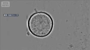 世界初の製品誕生へ　厚労部会がiPS細胞の再生医療製品の製造販売を了承(2026年2月20日)