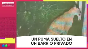 ALERTA por un PUMA SUELTO en un BARRIO PRIVADO #ElNotidelaGente