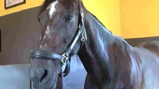 Goodbye to "Varenne": the legendary horse had made his home in Villanterio, he was 31 years old