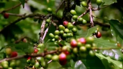 Coffee Harvest