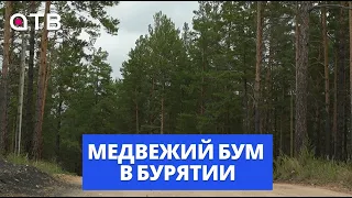 Медвежий бум в Бурятии | Почему они стали чаще выходить из леса, и как избежать трагедии?