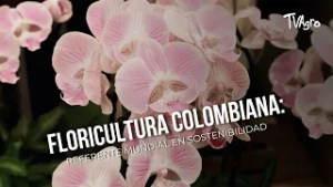 Floricultura colombiana: referente mundial en sostenibilidad - TvAgro por Juan Gonzalo Angel