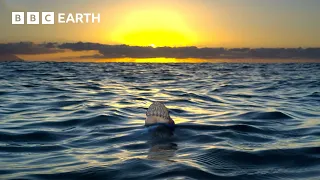 Two Hours Of Extraordinary Wildlife Scenes | BBC Earth