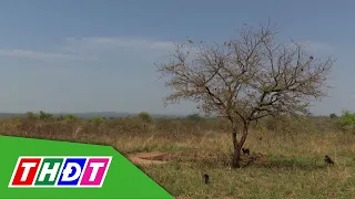 Heatwave could push nearly 50 million people into starvation | THDT