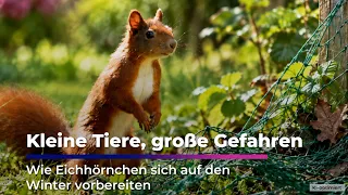 Small Animals, Big Dangers - How Squirrels Prepare for Winter
