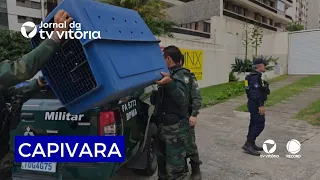 Capybara found in Vitória attracts onlookers