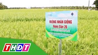 2 "Farmer" rice varieties ready for the field | THDT