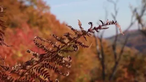 TV Informator - PODRSKA RAZVOJU RURALNOG TURIZMA 6 03 2026