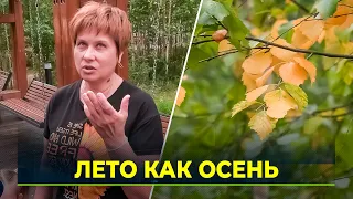 Autumn Ahead of Schedule: Trees Turning Yellow in Yamal