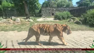 Ljetne vrućine u Zoo vrtu - posebna briga za životinje i bogat program za posjetitelje