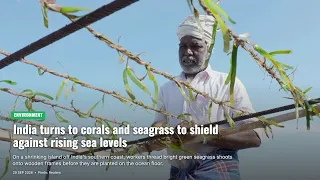 India turns to corals and seagrass to shield against rising sea levels