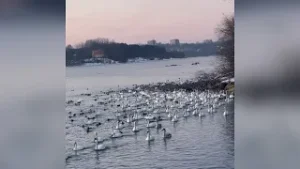 Kerintis vaizdas: Kaune užfiksuoti pulkai žiemojančių gulbių ir ančių