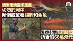 澳洲南澳促居民勿於河中棄養錦鯉及金魚　違者最高罰約66萬港元｜國際新聞｜無綫新聞｜TVB News｜2026/10/28